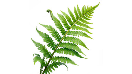 fresh green fern fronds PNG isolated on transparent background © Hanna