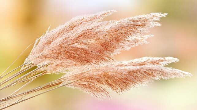 feathery. Soft pink and beige dried pampas grass stems against a blurred pastel background, glowing in backlight. event programs.