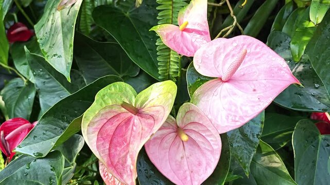 Fresh pink anthurium flower with water droplets gently swaying in the breeze.