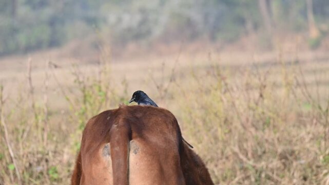 A Black drongo or Dicrurus macrocercus bird perches on the back of a cow. It is a small Asian&nbsp;passerine&nbsp;bird&nbsp;of the&nbsp;drongo&nbsp;family&nbsp;Dicruridae. This is a common bird found in most parts of South Asia. 