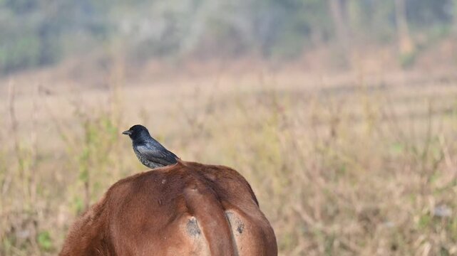 A Black drongo or Dicrurus macrocercus bird perches on the back of a cow. It is a small Asian&nbsp;passerine&nbsp;bird&nbsp;of the&nbsp;drongo&nbsp;family&nbsp;Dicruridae. This is a common bird found in most parts of South Asia. 