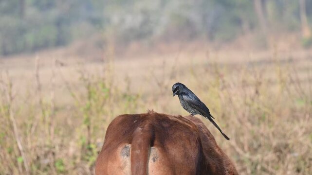 A Black drongo or Dicrurus macrocercus bird perches on the back of a cow. It is a small Asian&nbsp;passerine&nbsp;bird&nbsp;of the&nbsp;drongo&nbsp;family&nbsp;Dicruridae. This is a common bird found in most parts of South Asia. 