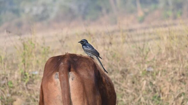 A Black drongo or Dicrurus macrocercus bird perches on the back of a cow. It is a small Asian&nbsp;passerine&nbsp;bird&nbsp;of the&nbsp;drongo&nbsp;family&nbsp;Dicruridae. This is a common bird found in most parts of South Asia. 