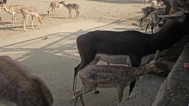 Blackbuck antelopes (Antilope cervicapra) feeding in a wildlife park or zoo enclosure. Features male blackbucks with spiral horns. Ideal for wildlife documentaries, conservation, zoology, education
