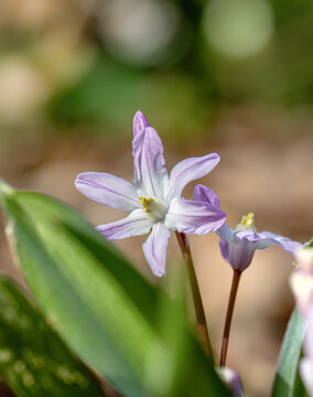 Scilla bifolia