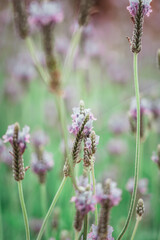 Obraz premium Lavender Blossoms in a Natural Setting