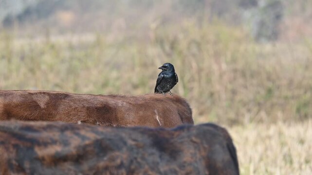 A Black drongo or Dicrurus macrocercus bird perches on the back of a cow. It is a small Asian&nbsp;passerine&nbsp;bird&nbsp;of the&nbsp;drongo&nbsp;family&nbsp;Dicruridae. This is a common bird found in most parts of South Asia. 
