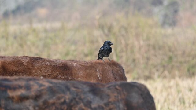A Black drongo or Dicrurus macrocercus bird perches on the back of a cow. It is a small Asian&nbsp;passerine&nbsp;bird&nbsp;of the&nbsp;drongo&nbsp;family&nbsp;Dicruridae. This is a common bird found in most parts of South Asia. 
