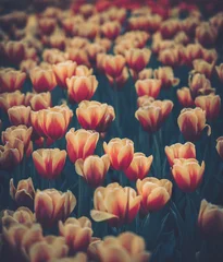 Fototapeten Tulpen Tulip Field with Vintage Aesthetic  © joeycheung
