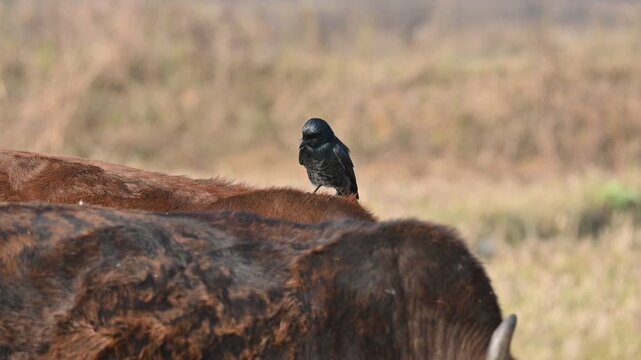 A Black drongo or Dicrurus macrocercus bird perches on the back of a cow. It is a small Asian&nbsp;passerine&nbsp;bird&nbsp;of the&nbsp;drongo&nbsp;family&nbsp;Dicruridae. This is a common bird found in most parts of South Asia. 