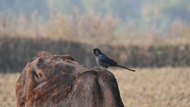 A Black drongo or Dicrurus macrocercus bird perches on the back of a cow. It is a small Asian&nbsp;passerine&nbsp;bird&nbsp;of the&nbsp;drongo&nbsp;family&nbsp;Dicruridae. This is a common bird found in most parts of South Asia. 