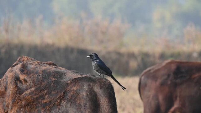 A Black drongo or Dicrurus macrocercus bird perches on the back of a cow. It is a small Asian&nbsp;passerine&nbsp;bird&nbsp;of the&nbsp;drongo&nbsp;family&nbsp;Dicruridae. This is a common bird found in most parts of South Asia. 