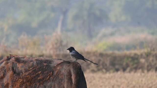 A Black drongo or Dicrurus macrocercus bird perches on the back of a cow. It is a small Asian&nbsp;passerine&nbsp;bird&nbsp;of the&nbsp;drongo&nbsp;family&nbsp;Dicruridae. This is a common bird found in most parts of South Asia. 