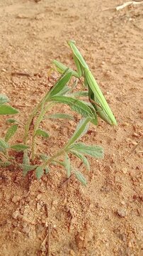 Green praying mantis on plant in natural outdoor environment