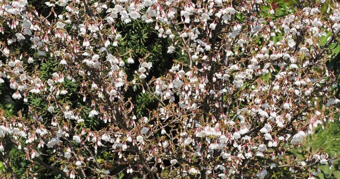 Prunus incisa 'Kojo no mai'. Dwarf Japanese flowering cherry with a twisted, zigzag-shaped form adorned with a profusion of small white and pale pink bell-shaped drooping flowers