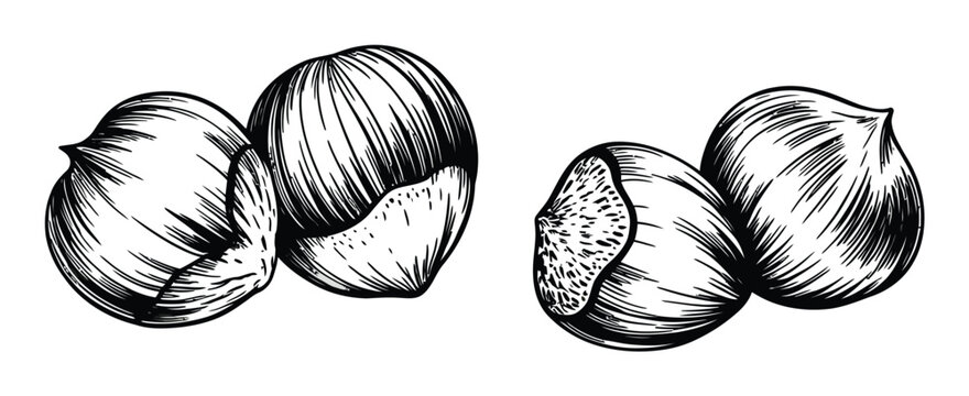 Vintage of hazelnuts in black and white style