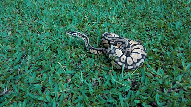 Ball python slithering on green grass outdoors in daylight