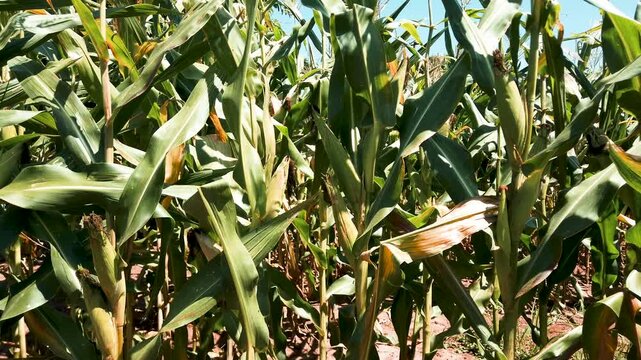 Lush green cornfield with ripening ears swaying gently in the wind on a sunny day cinematic footage