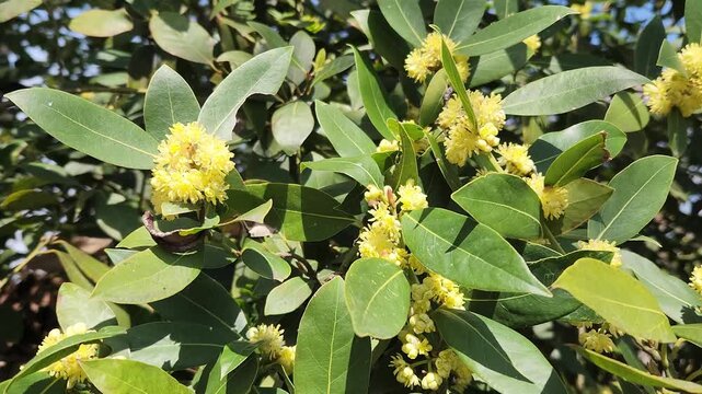 A flowering branch of the Bay Laurel (Laurus nobilis), an aromatic evergreen tree known for its leaves used in cooking in the end of March
