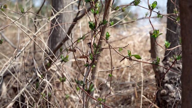 The slender honeysuckle vines intertwine and grow upwards along the tree trunk, unfurling new leaves in the cold spring breeze.
