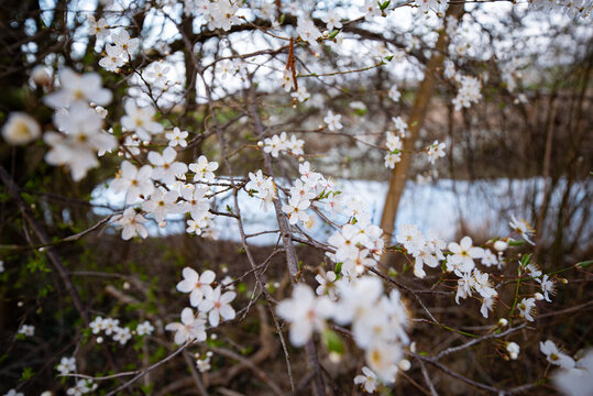 Kirschb&auml;ume in der Natur mit einem Fluss im Hintergrund &ndash; Fr&uuml;hlingslandschaft