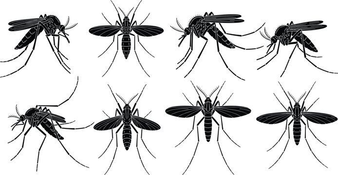 Black Mosquito Silhouette Vector Set Featuring Top View and Side Profile Illustrations for Malaria Prevention Dengue Fever Education Pest Control and Medical Graphics