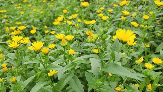 Blooming Field Marigold (Calendula arvensis) in a garden in early spring
