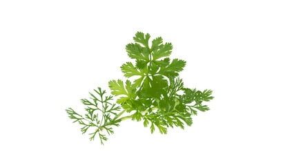 Obraz premium Isolated on white background, a flowering coriander plant (Coriandrum sativum)