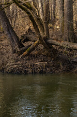 Wild, unregulated bank of the Świder River, near the village of Kropki, central Poland © Leszek