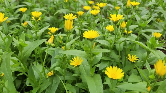 Blooming Field Marigold (Calendula arvensis) in a garden in early spring