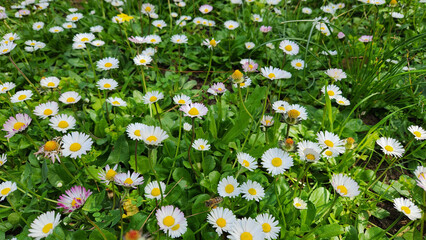 English daisies (Bellis perennis), or oxeye daisies in a graden in spring time © cilicia