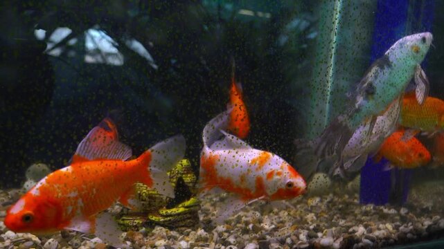 Colorful fish swim in an aquarium filled with gravel and plants. The setting is a local pet store. Many fish can be seen moving gracefully in the water.