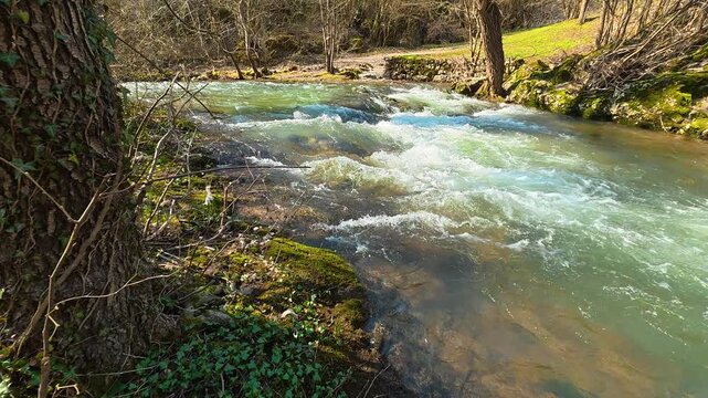 Turquoise River With Tree Foreground &ndash; Slow Approach Shot. Ozren Mountain, Sokobanja region. Balkans, Serbia.