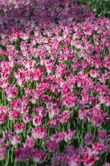 Bicolor pink tulip detail