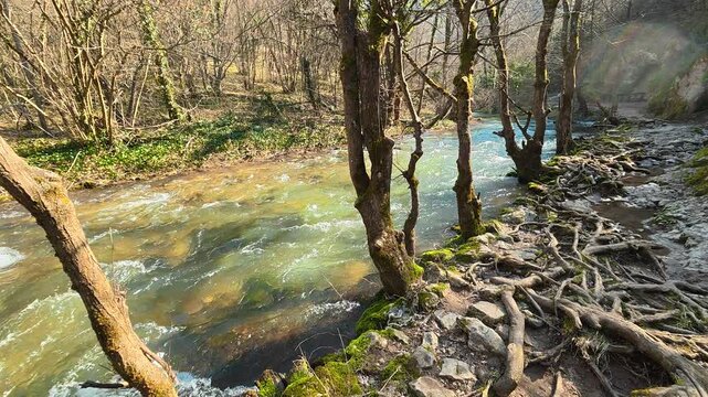 Turquoise River Flowing Downstream With Tree Roots on Sunny Autumn Day. Ozren Mountain, Sokobanja region. Balkans, Serbia.