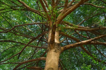 Fototapeta premium Ketapang Kencana, whose scientific name is Terminalia mantaly, is known as a shade tree because its branches and twigs stretch out in all directions and are covered by thick leaves.