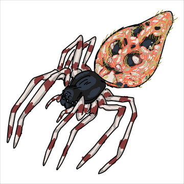 Humped Trashline Orbweaver Spider. Cyclosa turbinata. Colorful, hand-drawn, vector illustration. Picturesque. Unique detailed stylization. Print on sketchbooks, stickers, postcards, cups, clothes