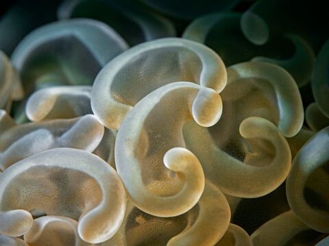 Hammer Coral - Euphyllia ancora - Hammerkoralle (Bukettkoralle)