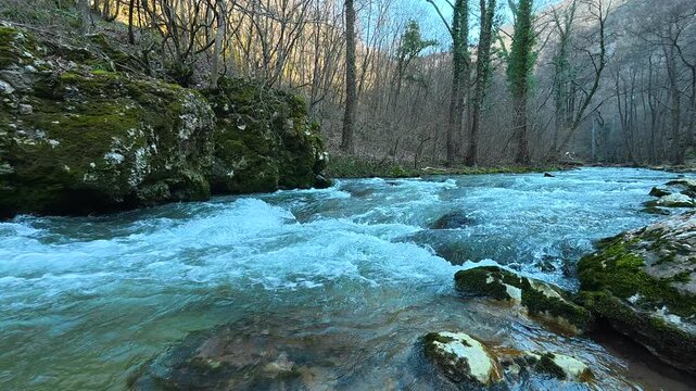 Turquoise River With Ivy Covered Tree Across Bank. Ozren Mountain, Sokobanja region. Balkans, Serbia.