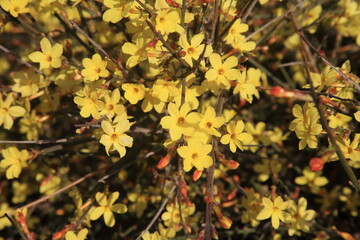 Fototapeta premium The Forsythia in Beijing Olympic Park