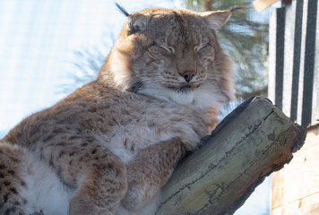  lynx in a tree basking in the sun © ksena32