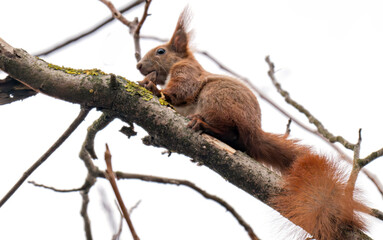 Fototapeta premium squirrel on a tree in spring