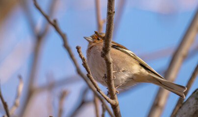 Fototapeta premium photo of a chaffinch on a tree in spring