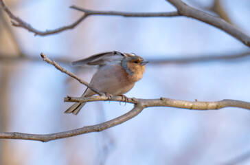 Fototapeta premium photo of a chaffinch on a tree in spring