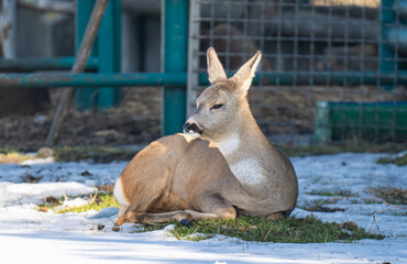 Fototapeta premium deer in a park