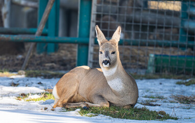 Fototapeta premium deer in a park