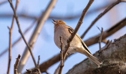 Fototapeta premium photo of a chaffinch on a tree in spring