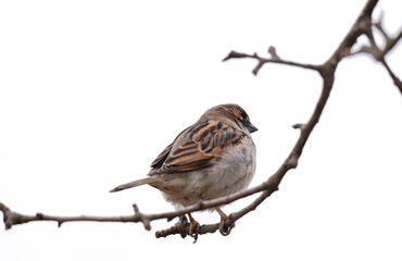 Fototapeta premium A photo of a sparrow on a branch isolated