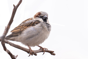 Fototapeta premium A photo of a sparrow on a branch isolated