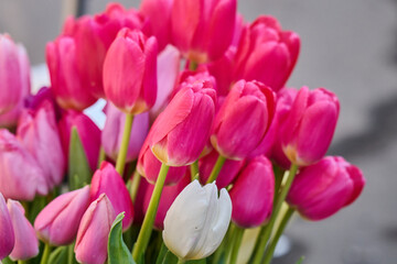 Obraz premium photo of a beautiful bouquet of tulips